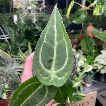 Anthurium Blue Velvet X Green Papillilaminum
