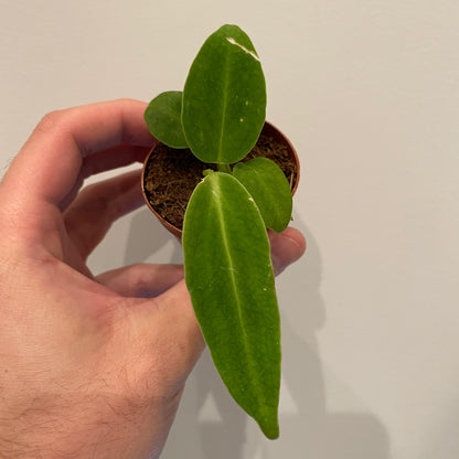 Anthurium Warocqueanum &
