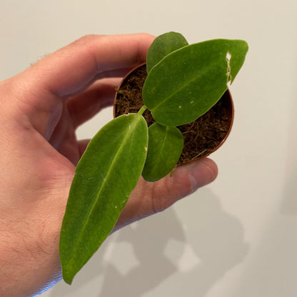 Anthurium Warocqueanum &