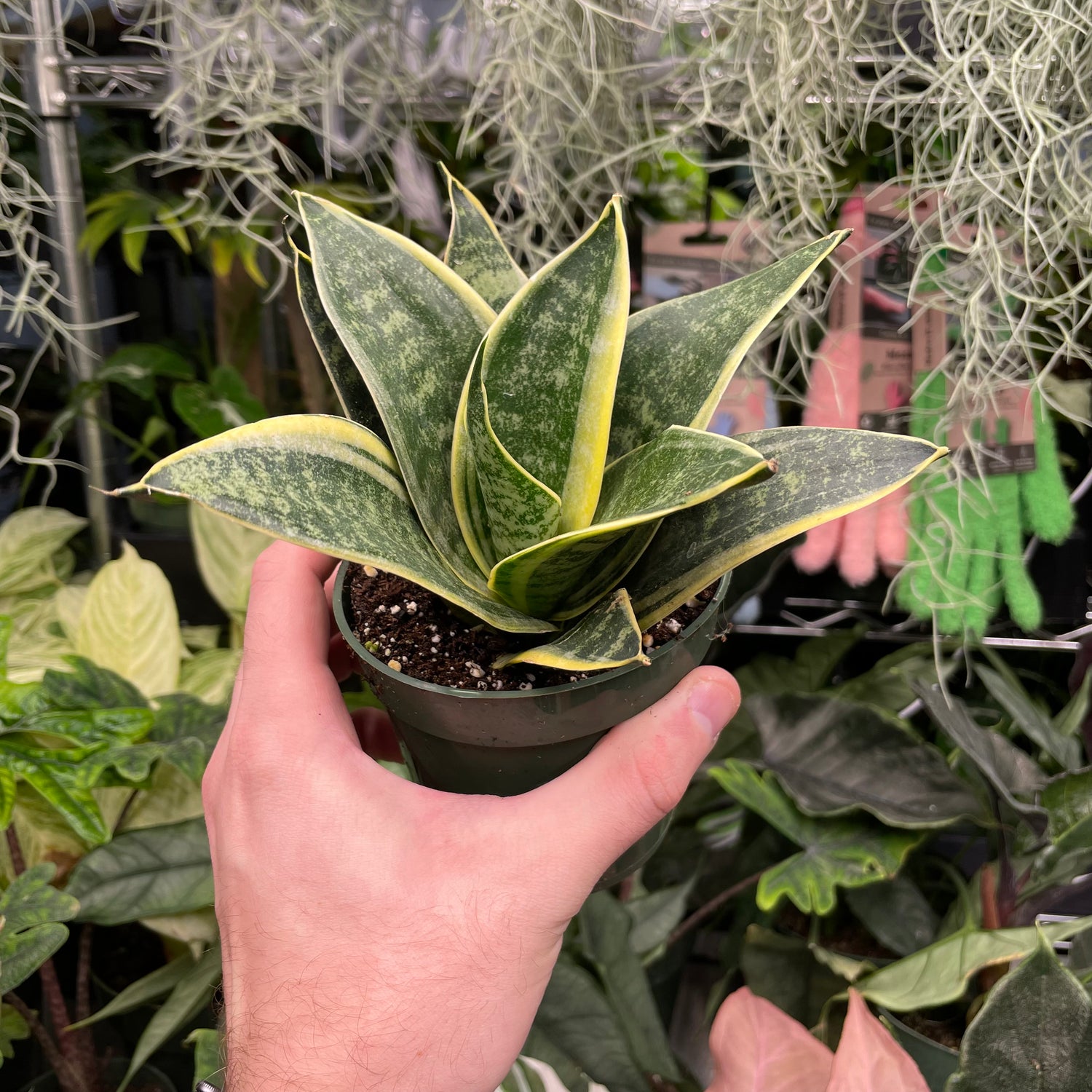 Sansevieria Ocean Star