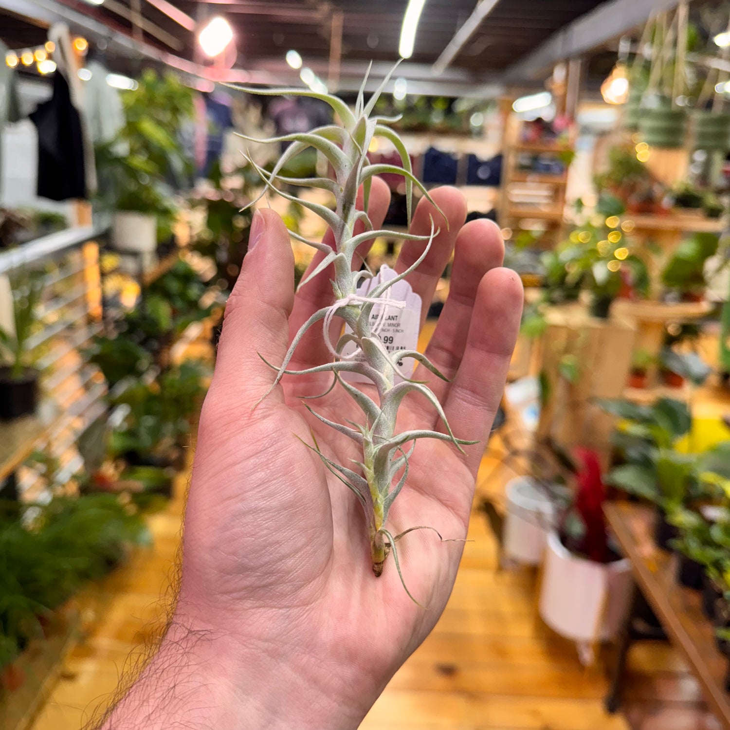 Albida V. Minor Air Plant