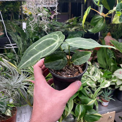 Anthurium Blue Velvet X Green Papillilaminum