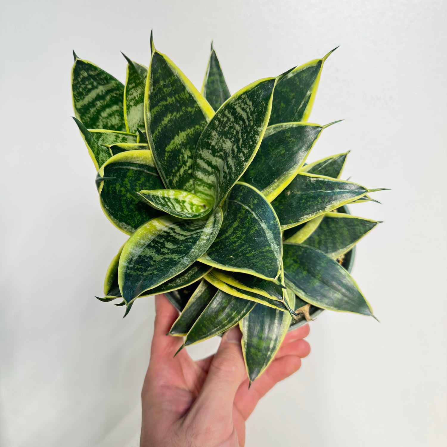 Sansevieria Ocean Star