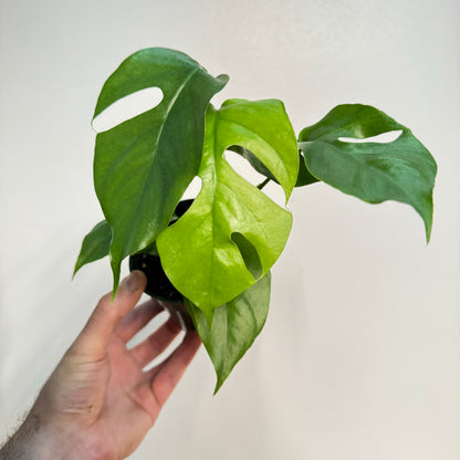 Rhaphidophora Tetrasperma