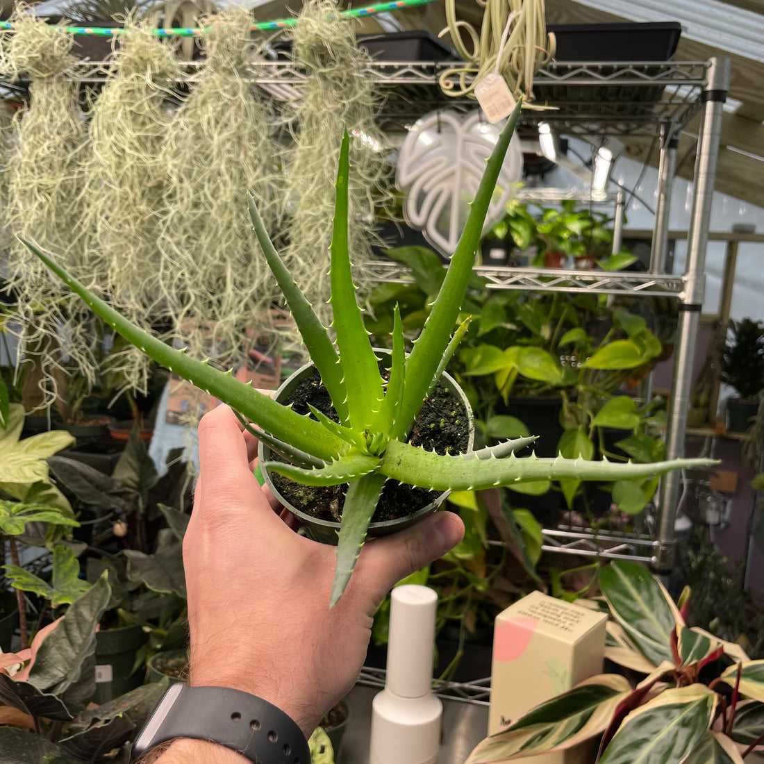 Aloe Hedgehog