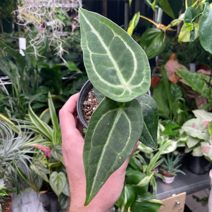 Anthurium Blue Velvet X Green Papillilaminum