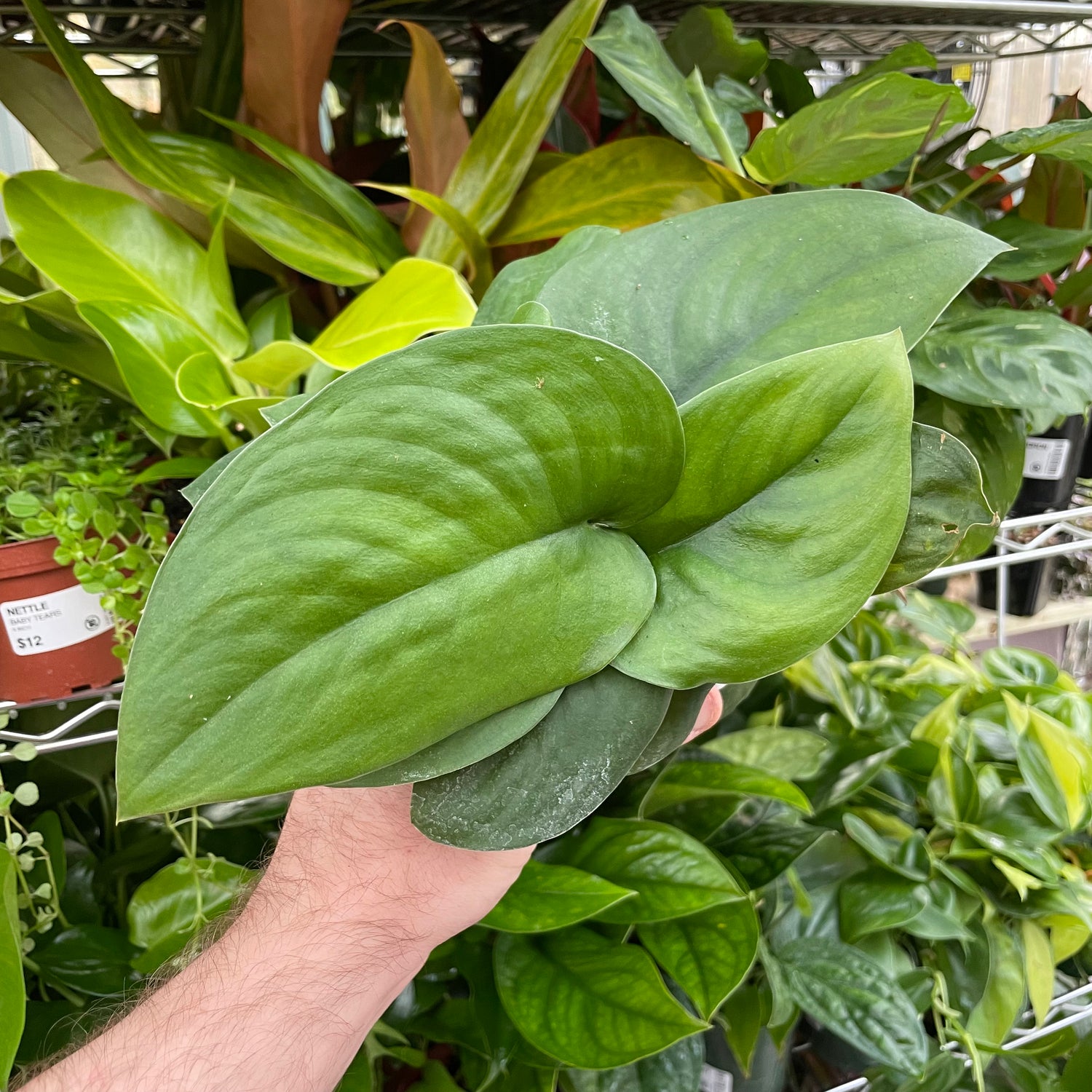 Scindapsus Jade Satin