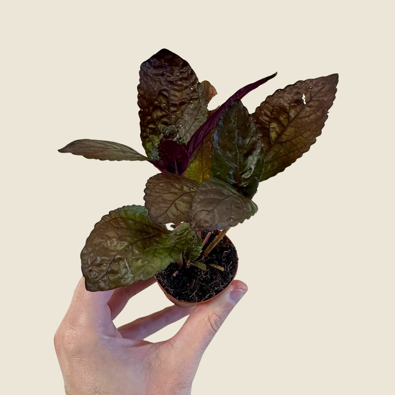 2&quot; Mini Assorted Plants