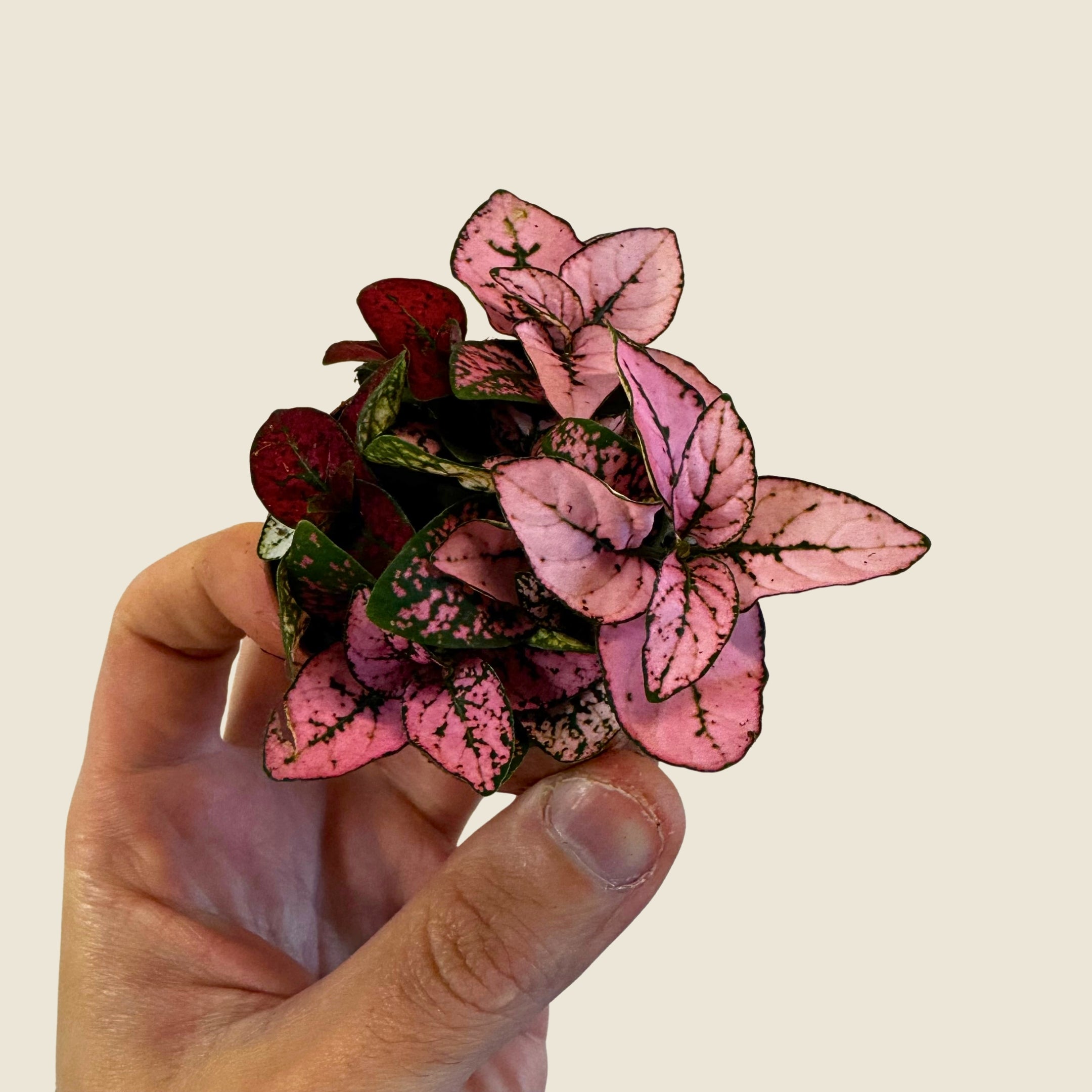 2&quot; Mini Assorted Plants