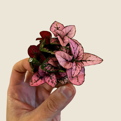 2&quot; Mini Assorted Plants