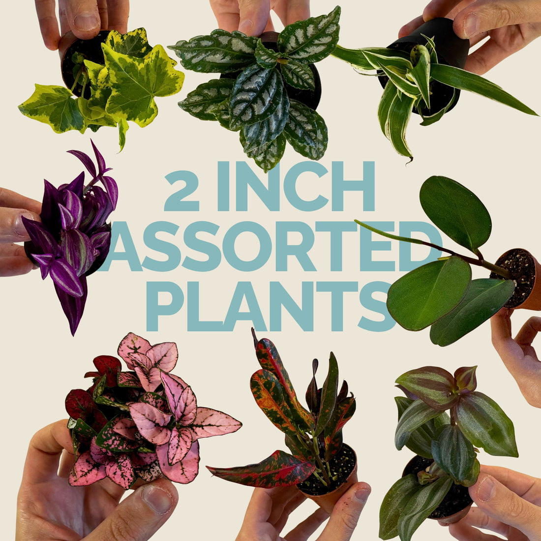 2&quot; Mini Assorted Plants