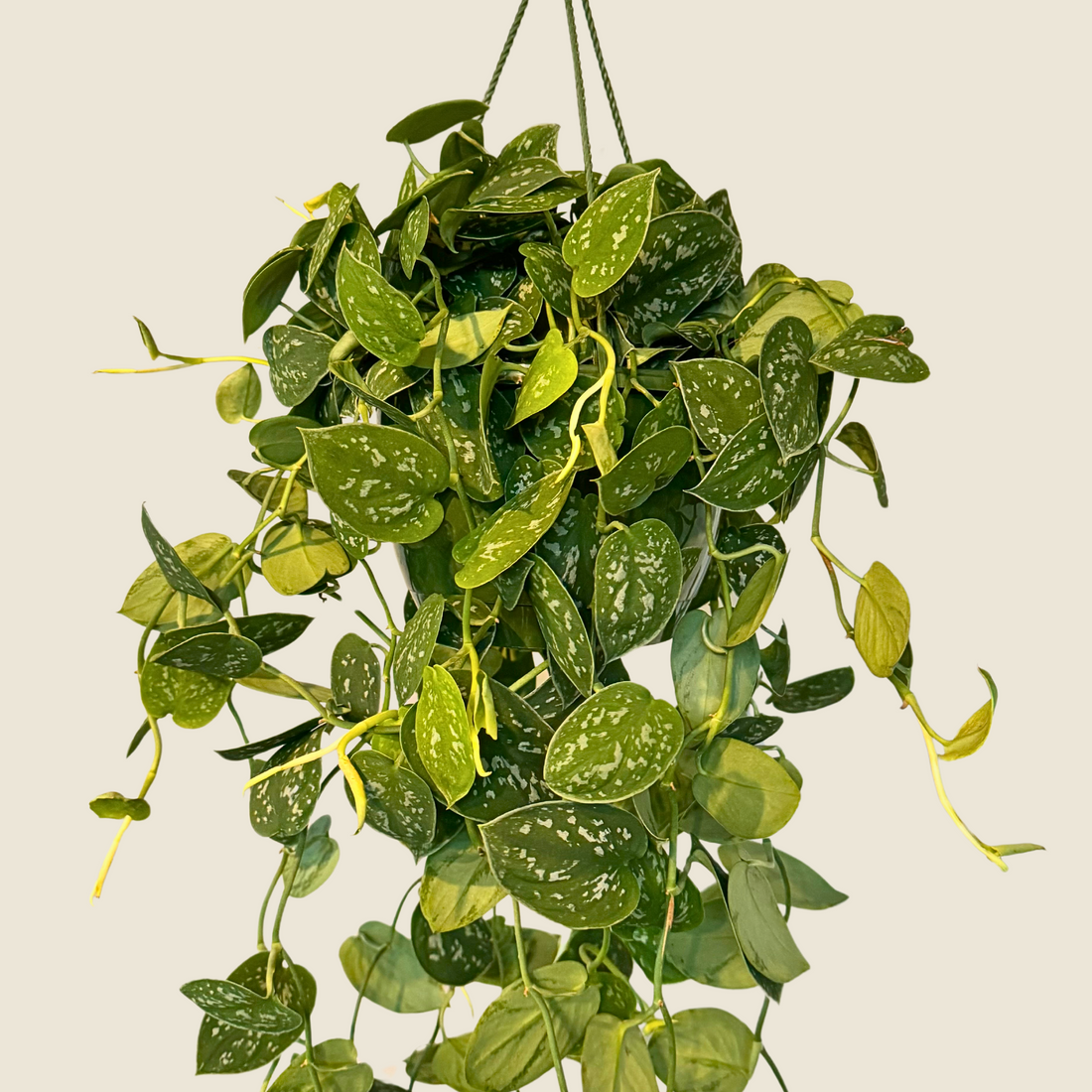 8&quot; Scindapsus Pictus &