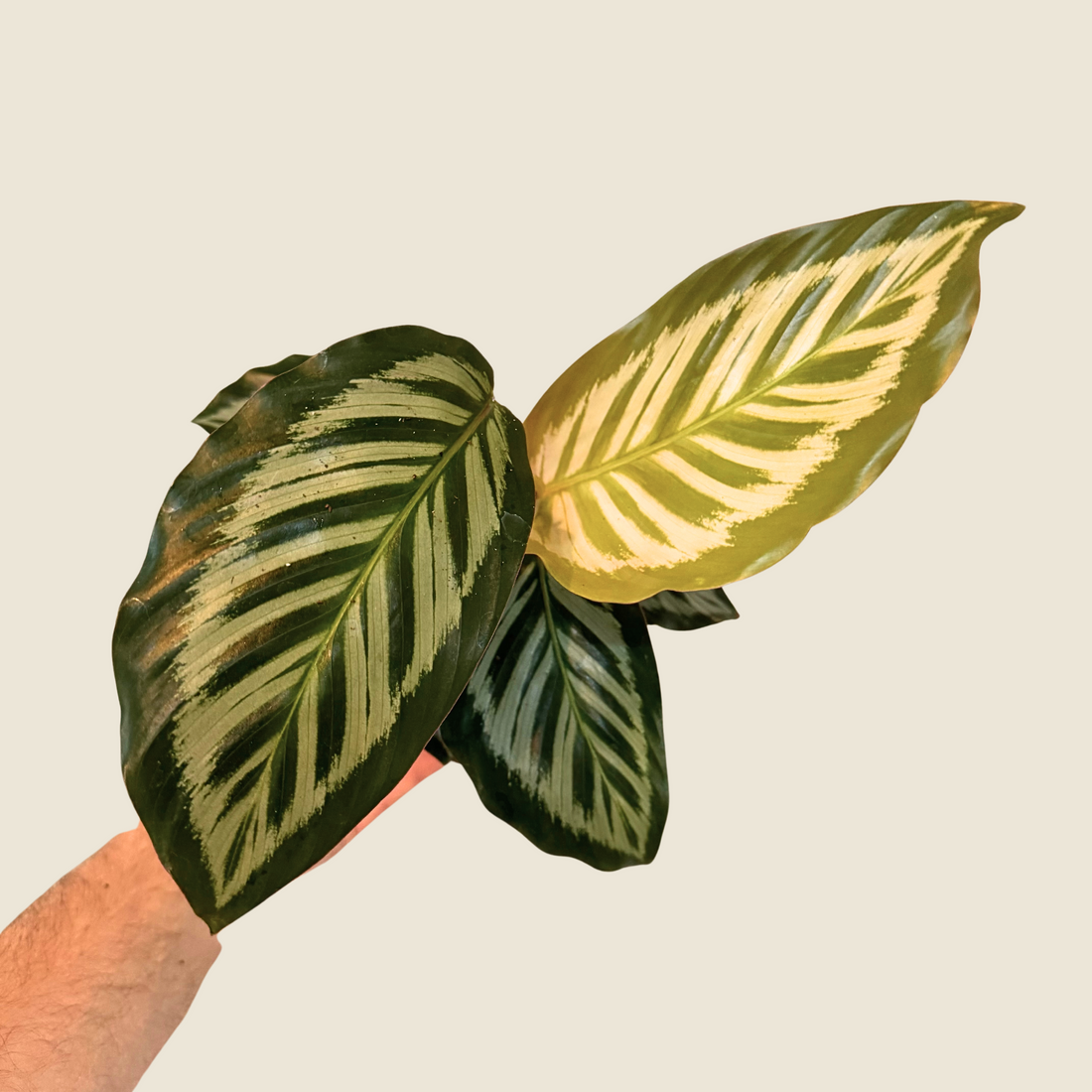 4&quot; Calathea Red Peacock