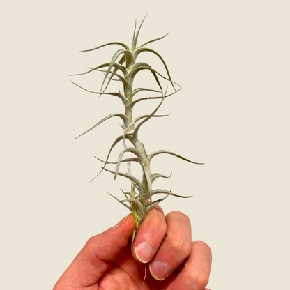 Albida V. Minor Air Plant