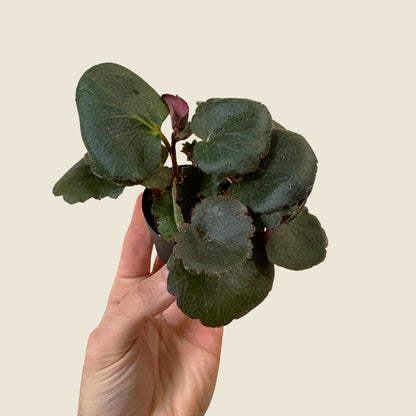 2" Mini Assorted Plants