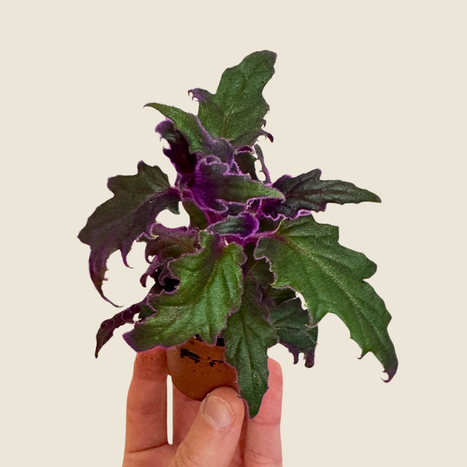 2" Mini Assorted Plants