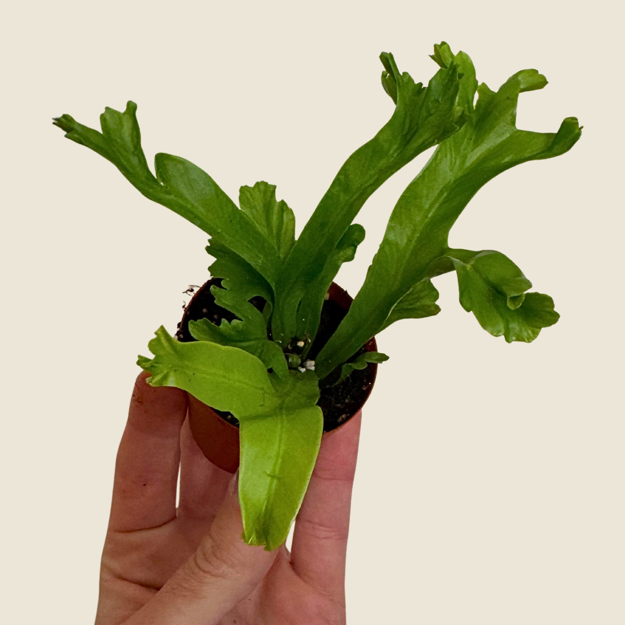 2" Mini Assorted Plants