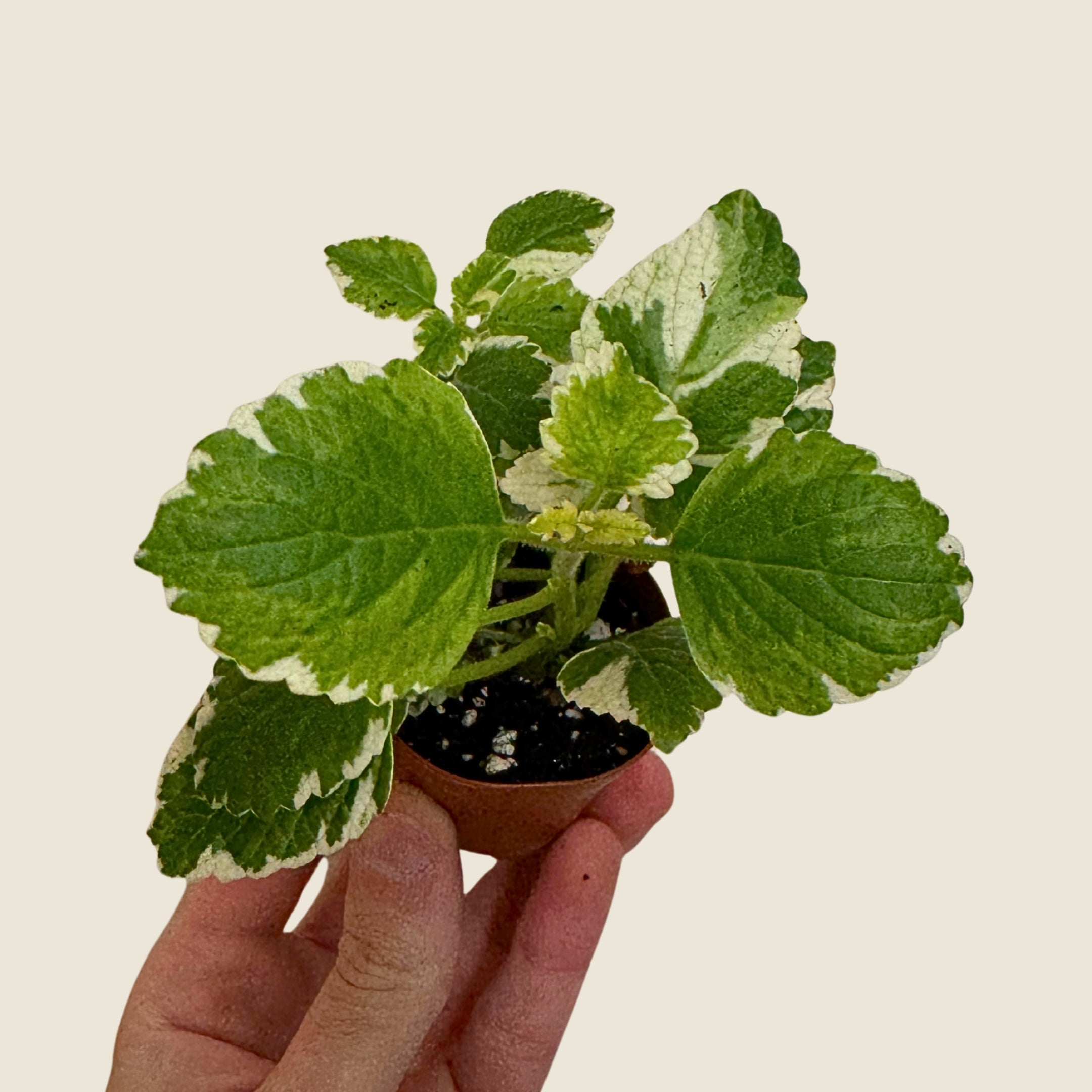 2" Mini Assorted Plants