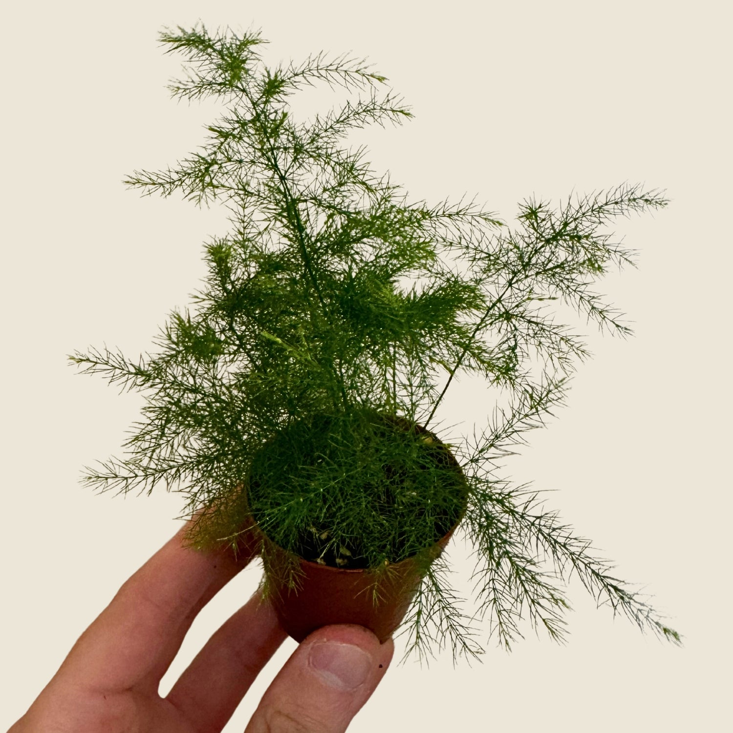 2" Mini Assorted Plants