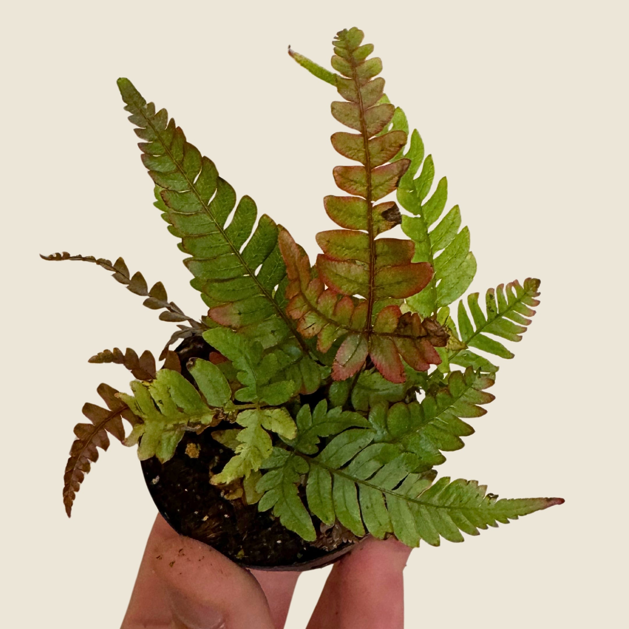 2" Mini Assorted Plants