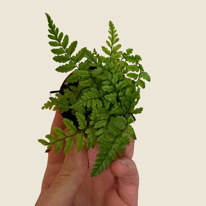 2" Mini Assorted Plants