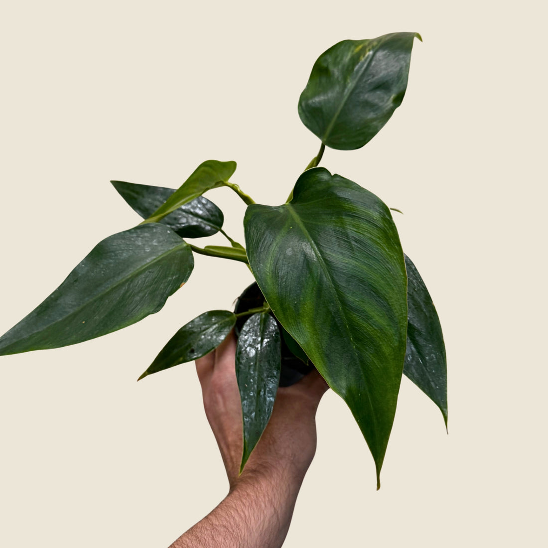 4" Philodendron White Wizard &
