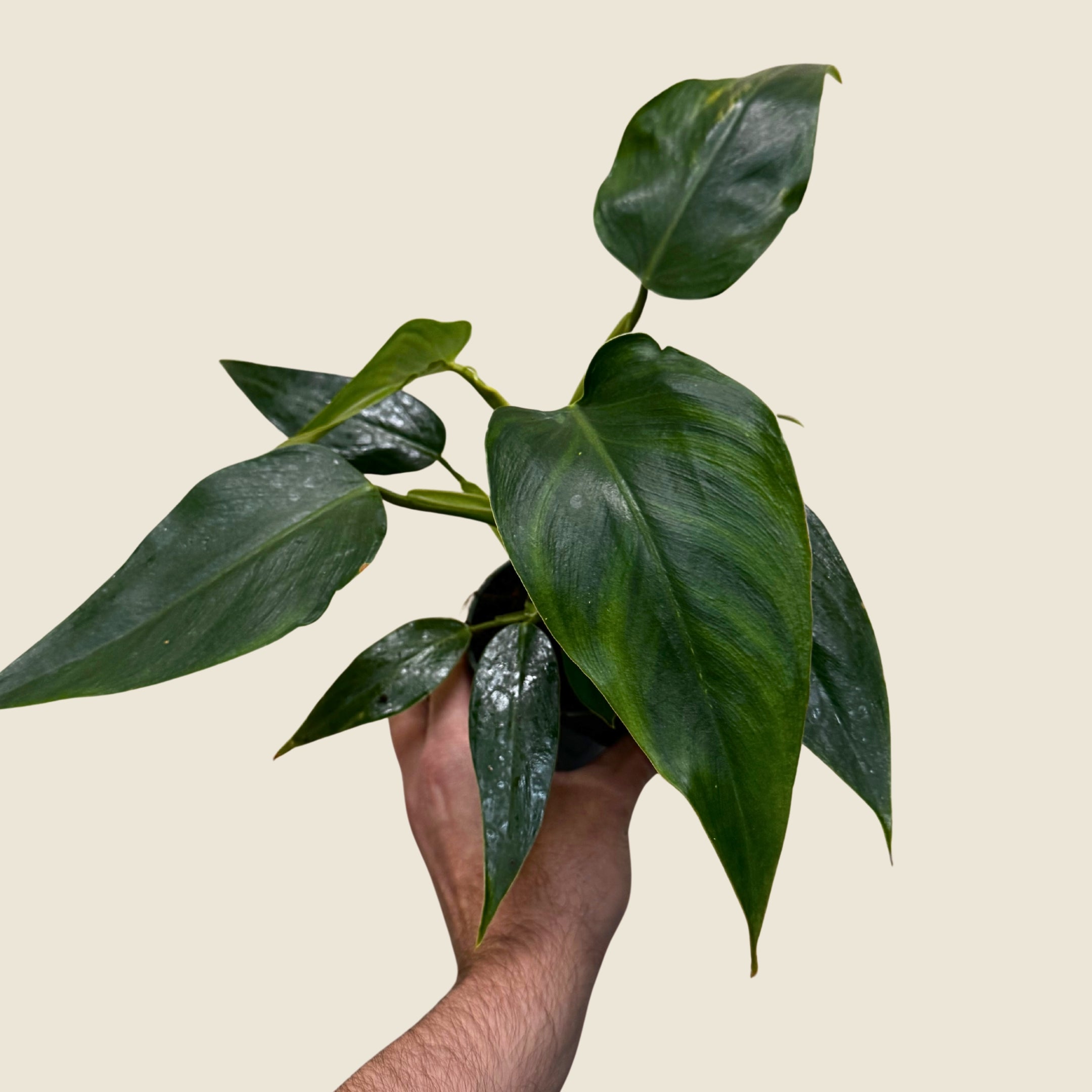 4" Philodendron White Wizard &