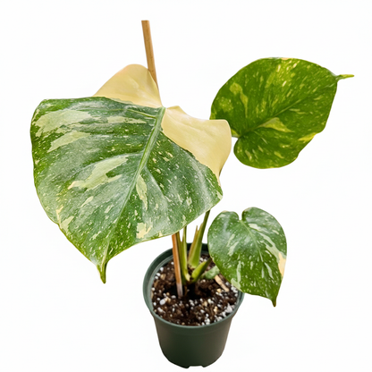6" Monstera Thai Constellation