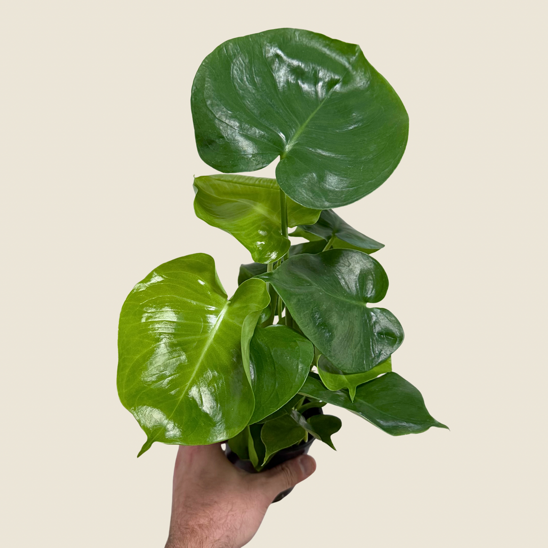 4&quot; Monstera Deliciosa