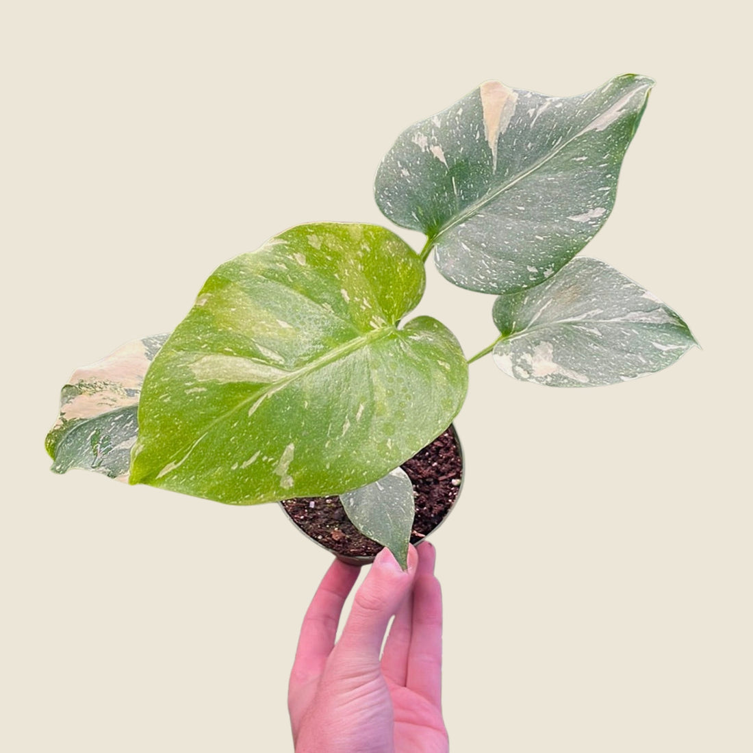 4&quot; Monstera Thai Constellation