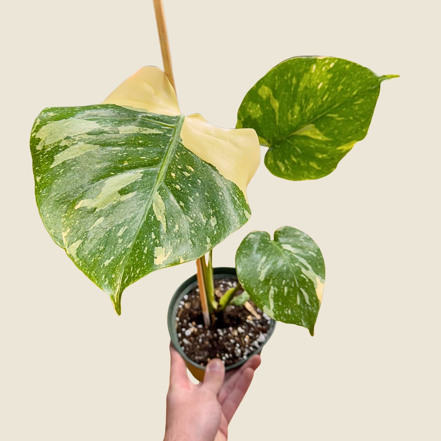 6" Monstera Thai Constellation