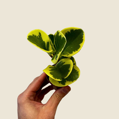 2&quot; Mini Assorted Plants