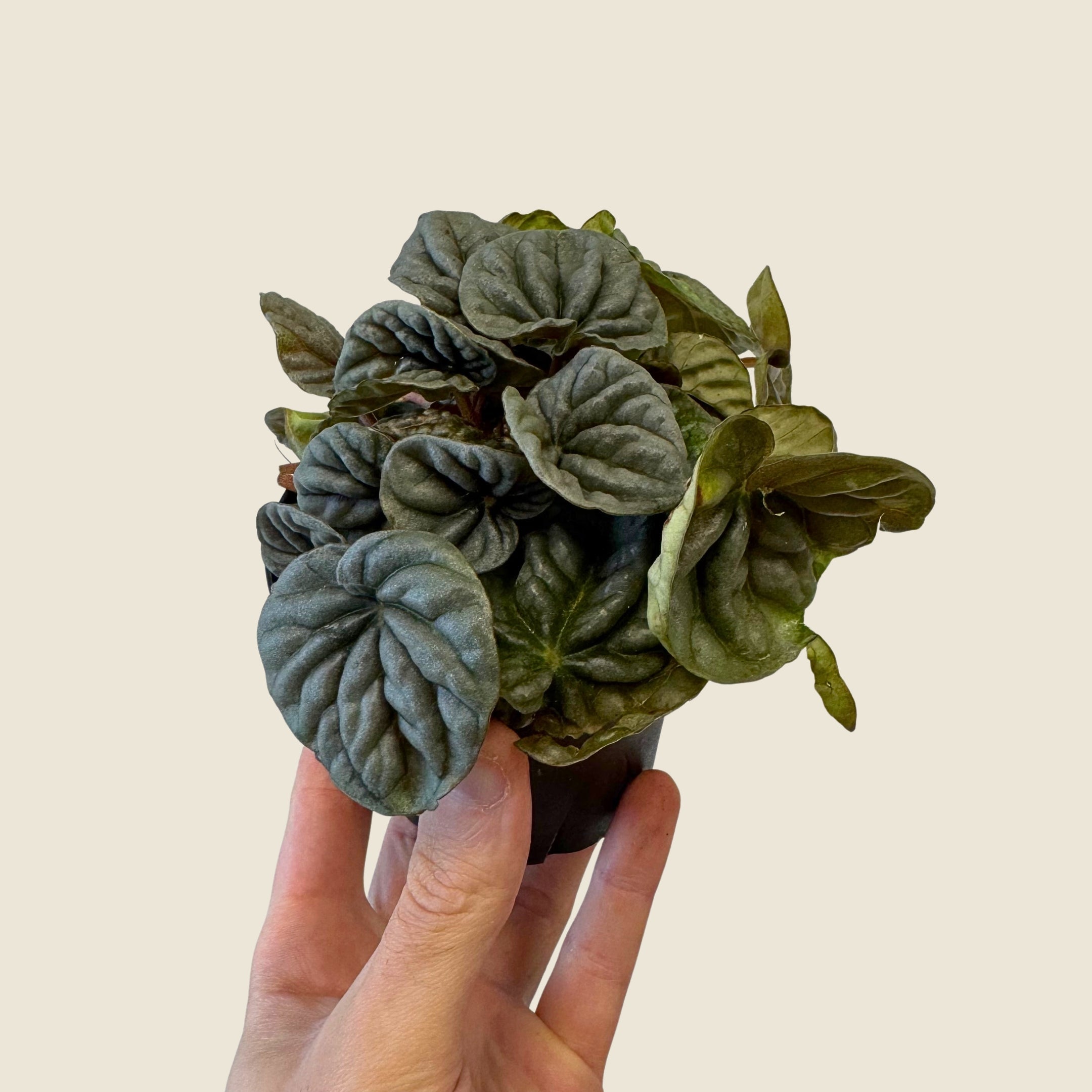 4" Peperomia Silver Ripple