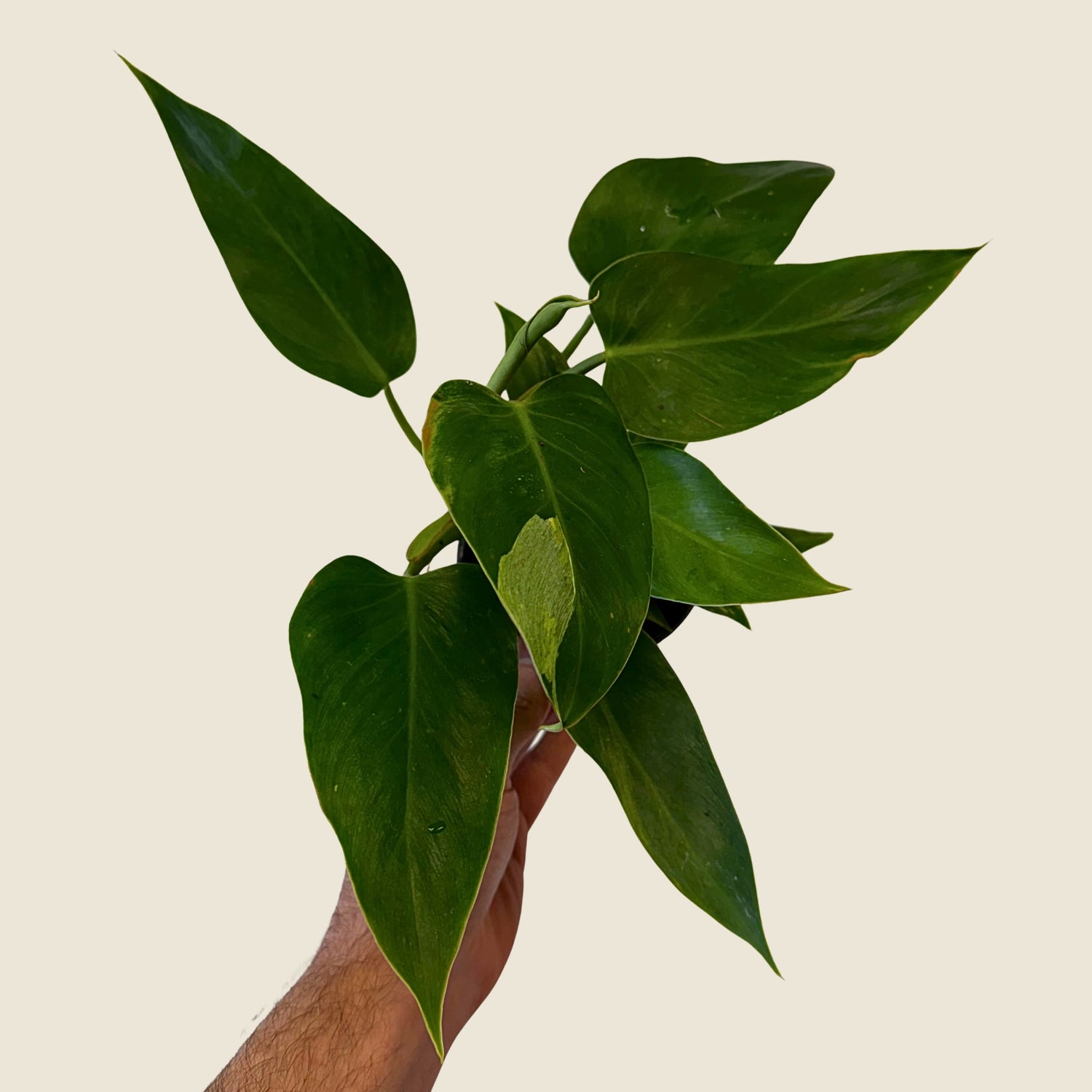 4" Philodendron White Princess &