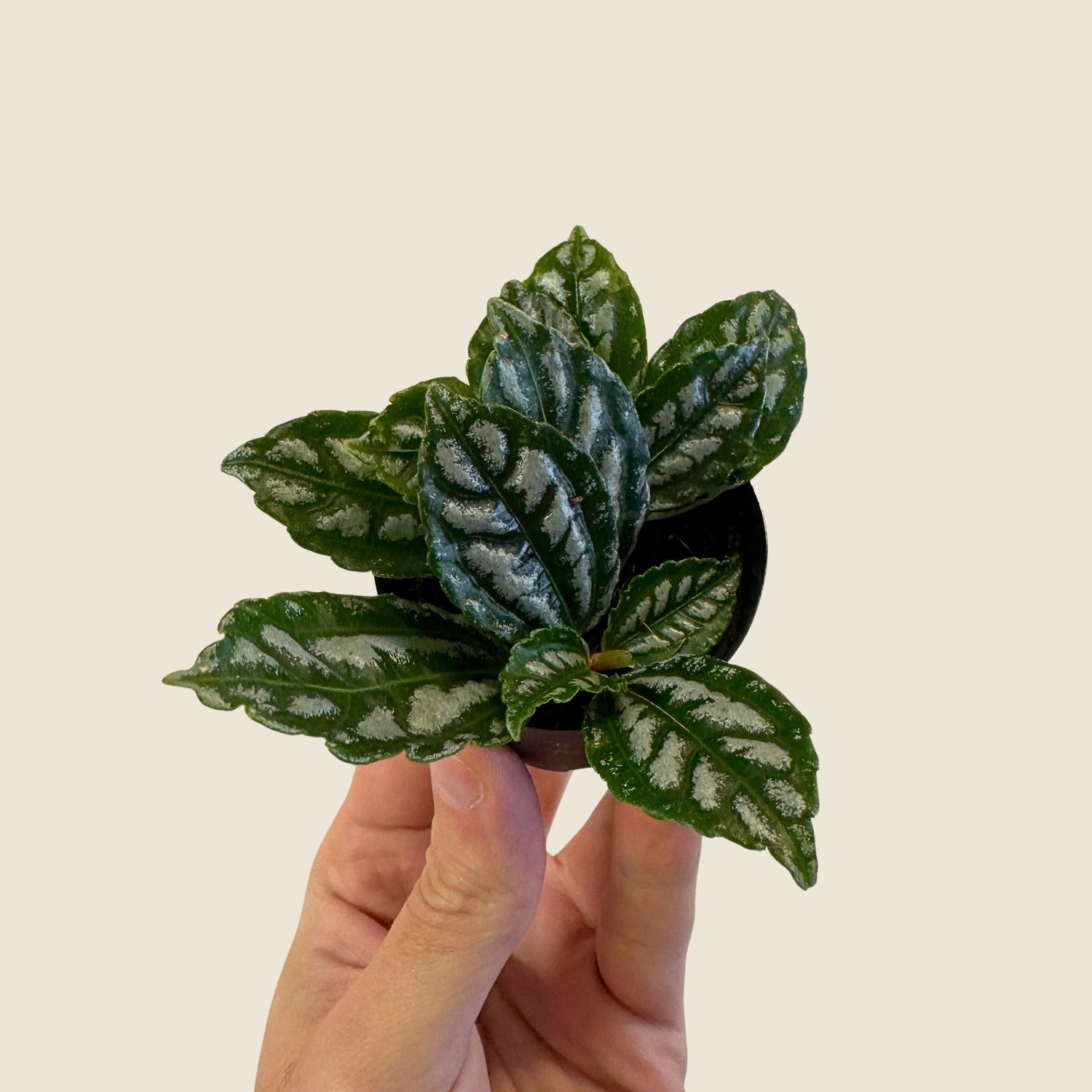 2&quot; Mini Assorted Plants