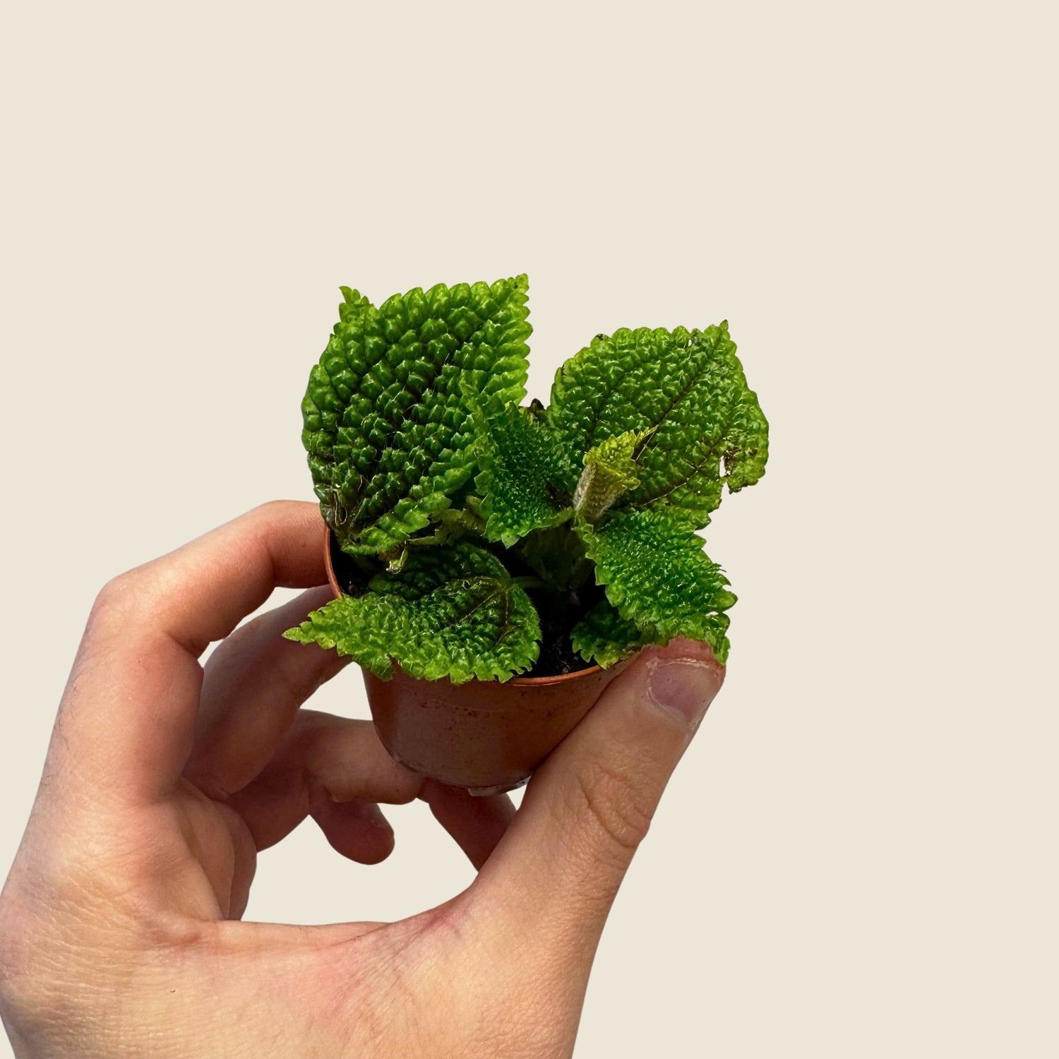 2&quot; Mini Assorted Plants