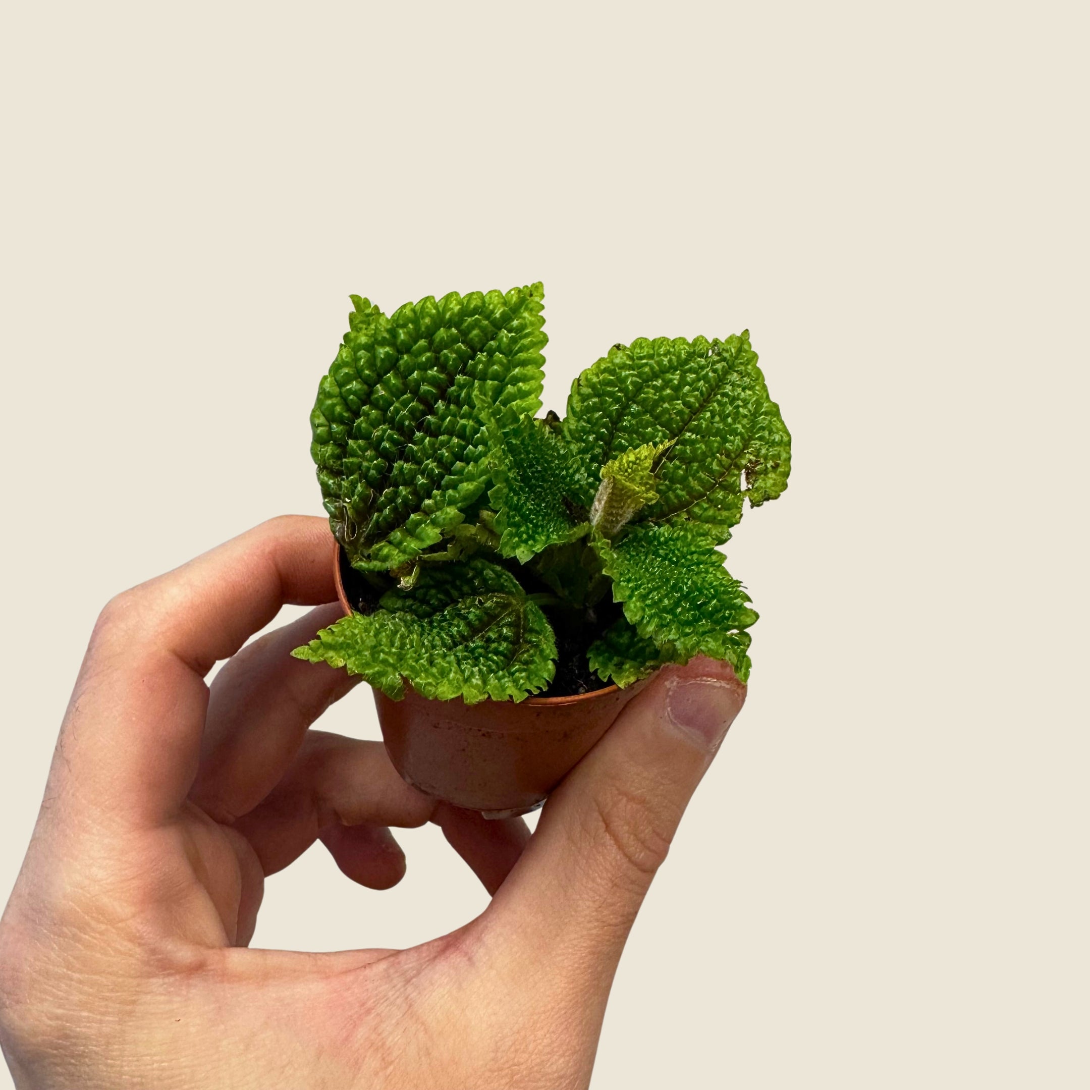 2&quot; Mini Assorted Plants