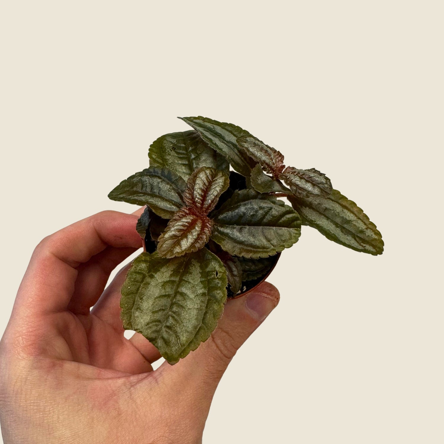 2&quot; Mini Assorted Plants