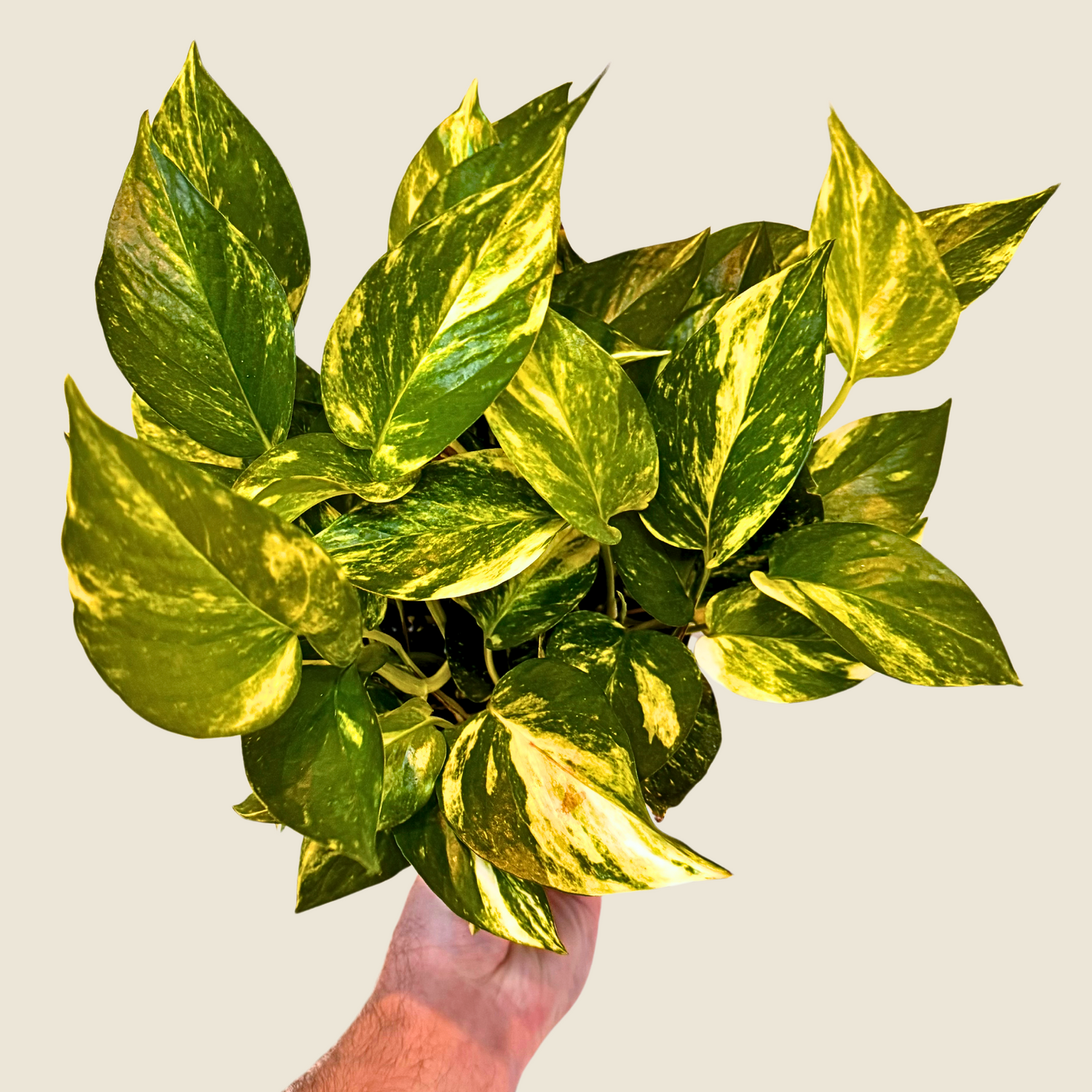 6&quot; Pothos Hawaiian