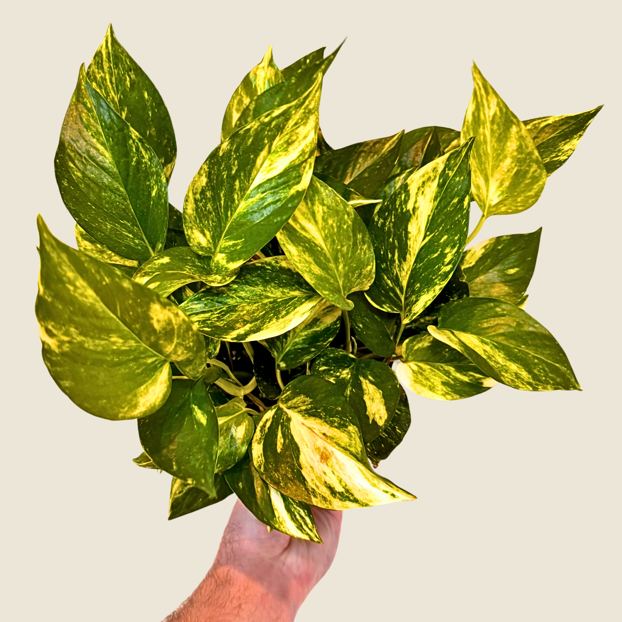 6&quot; Pothos Hawaiian