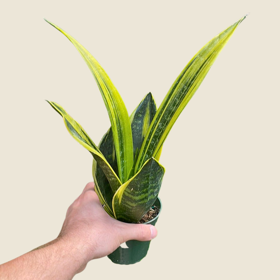 4&quot; Sansevieria Golden Flame
