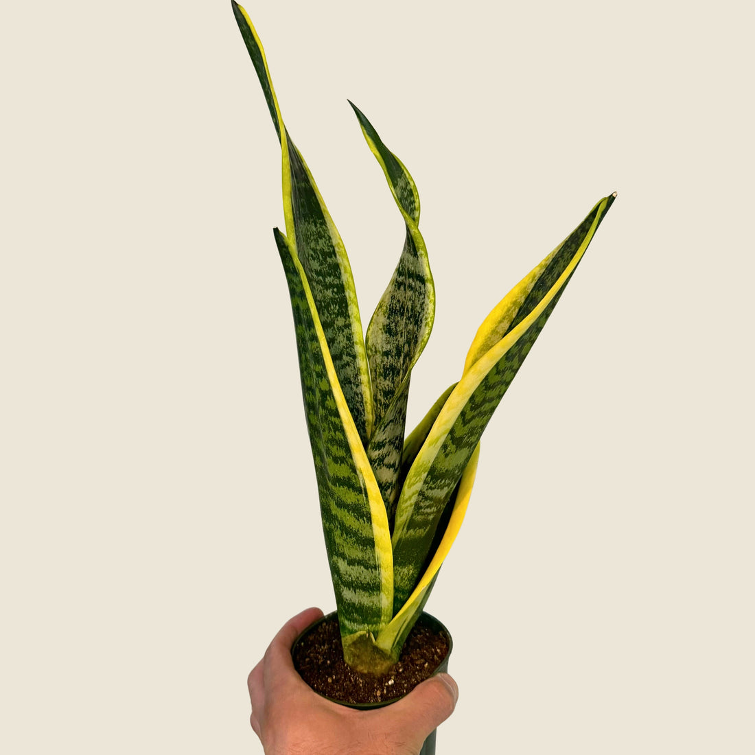 4&quot; Sansevieria Superba