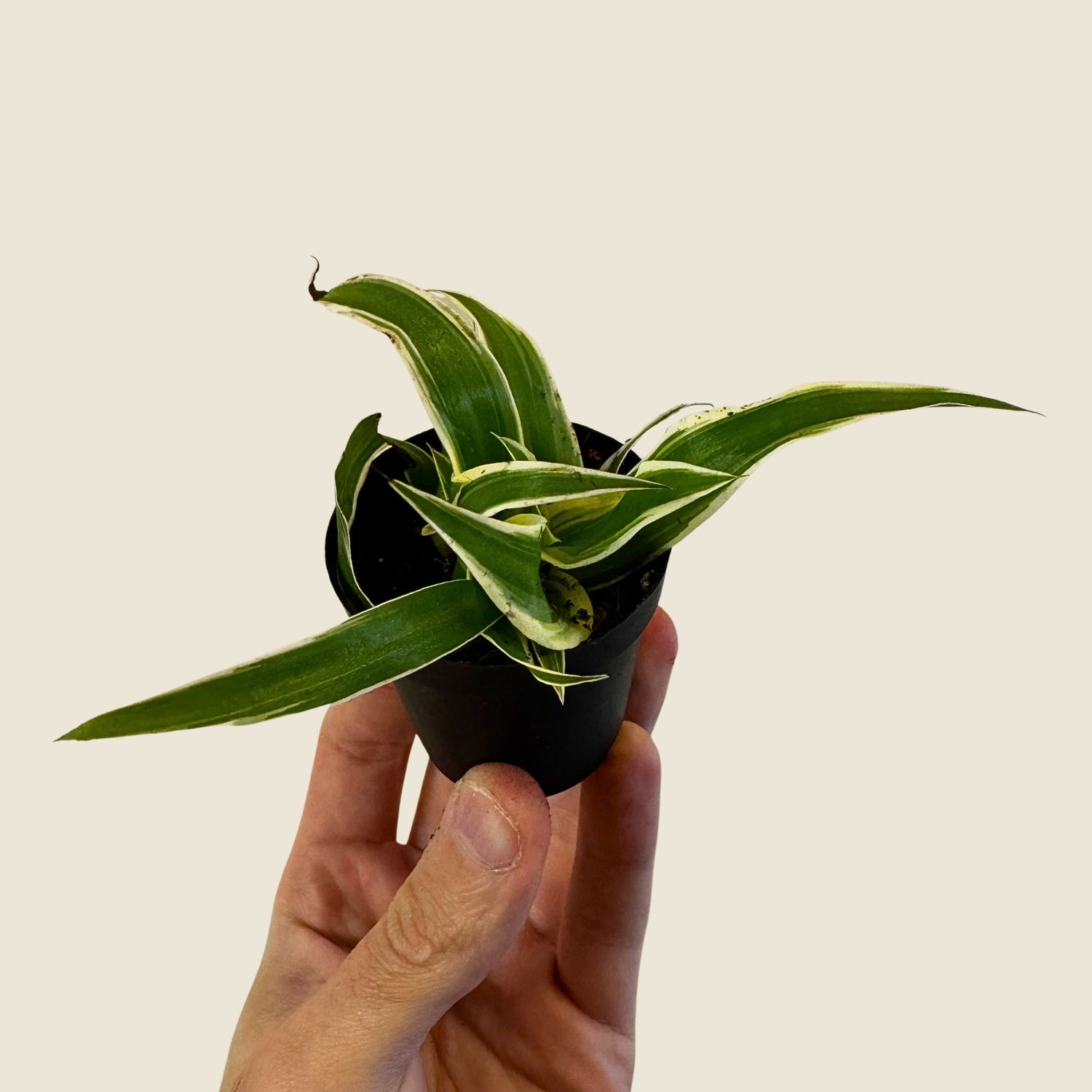 2&quot; Mini Assorted Plants