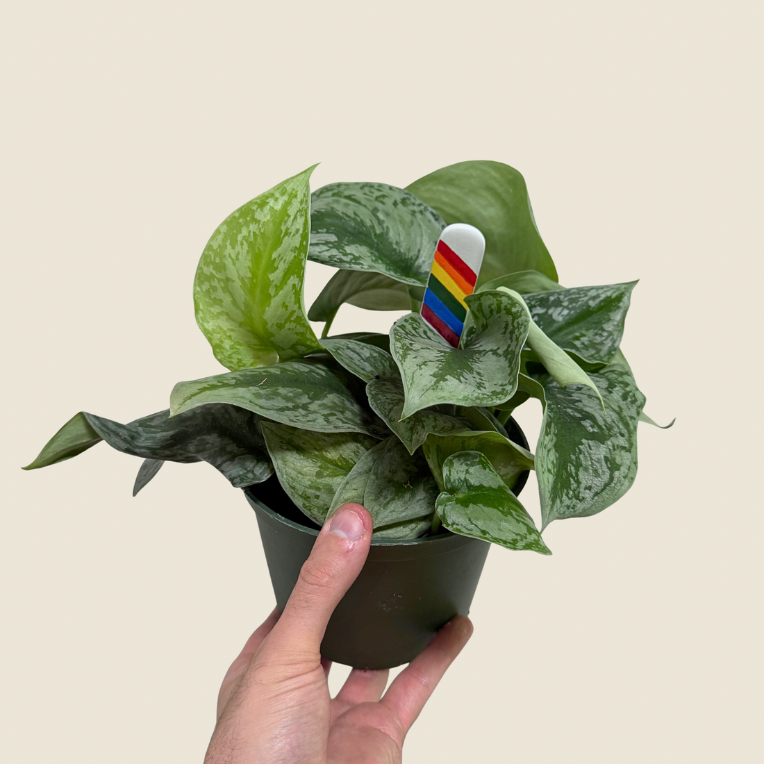 Hand holding a potted plant with a rainbow-colored label against a beige background