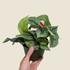 Hand holding a potted plant with a rainbow-colored label against a beige background