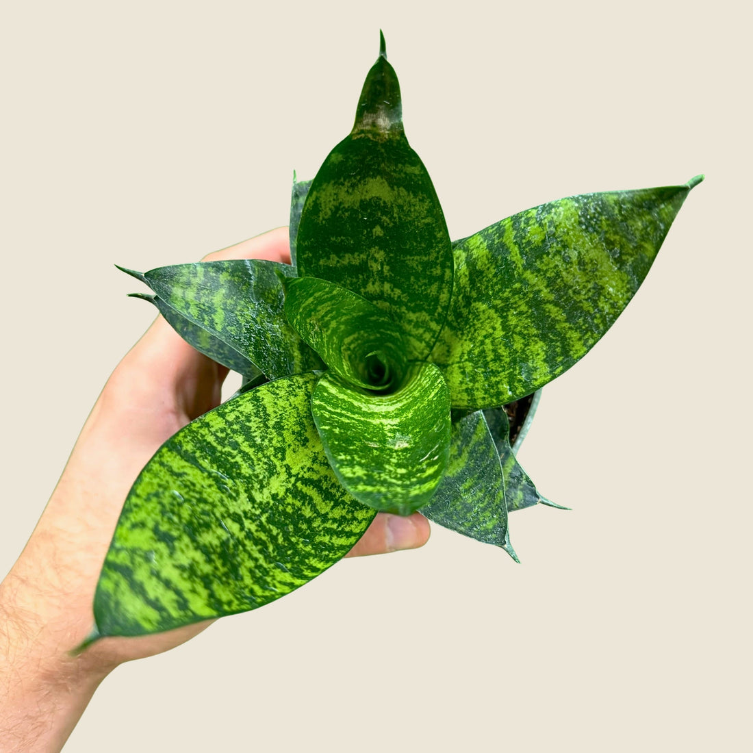 4&quot; Sansevieria Green Hahnii