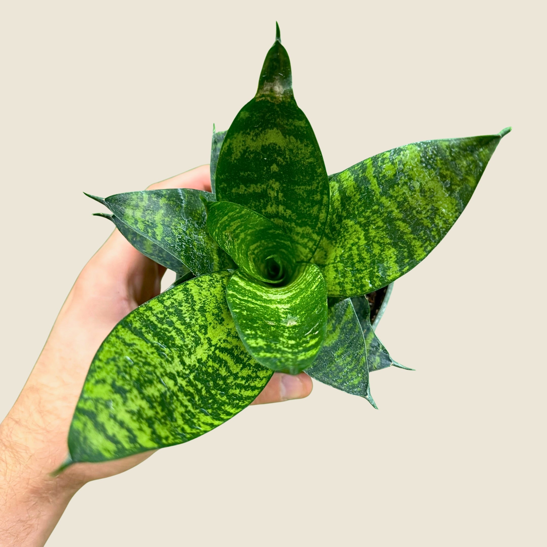 4&quot; Sansevieria Green Hahnii