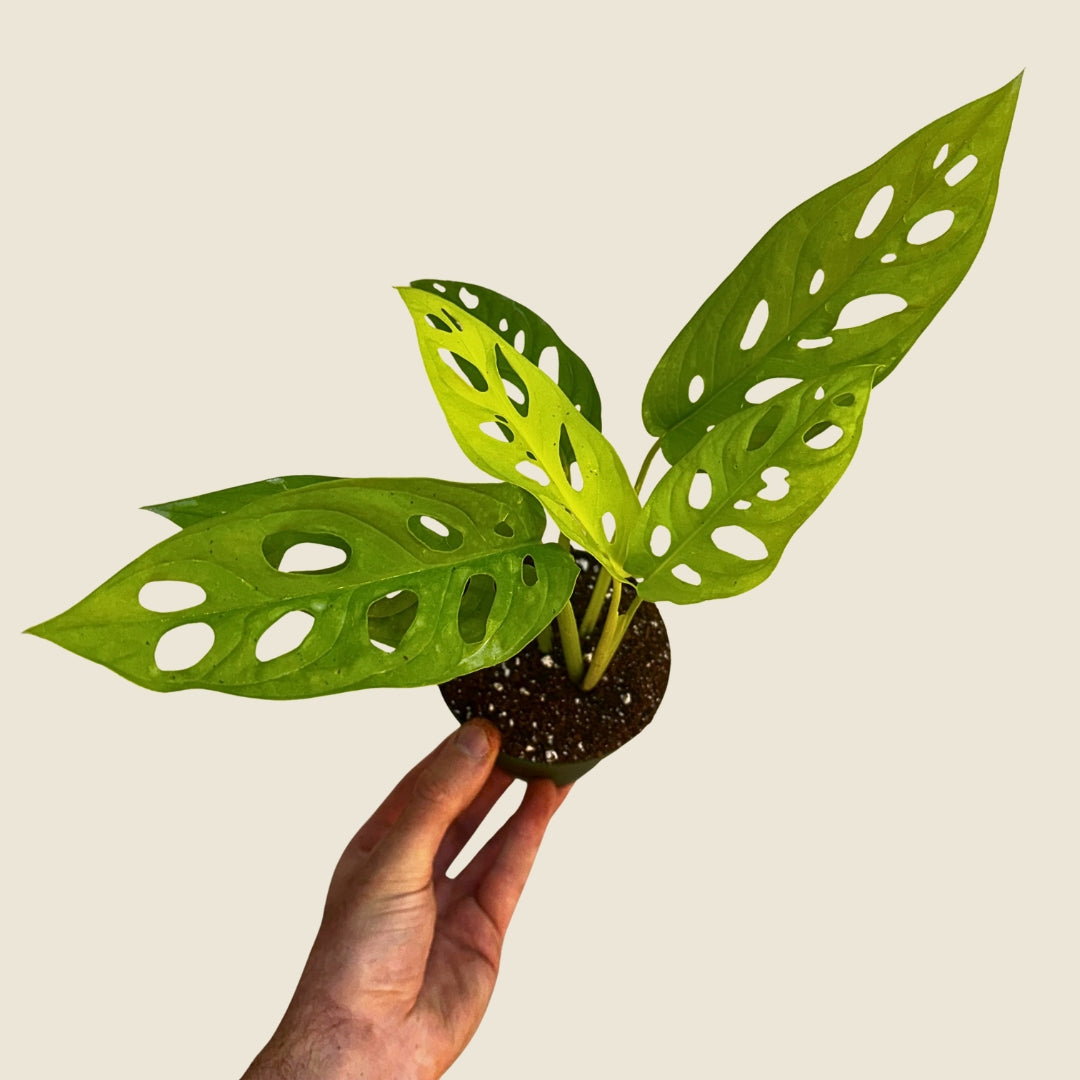 4&quot; Monstera Adansonii &