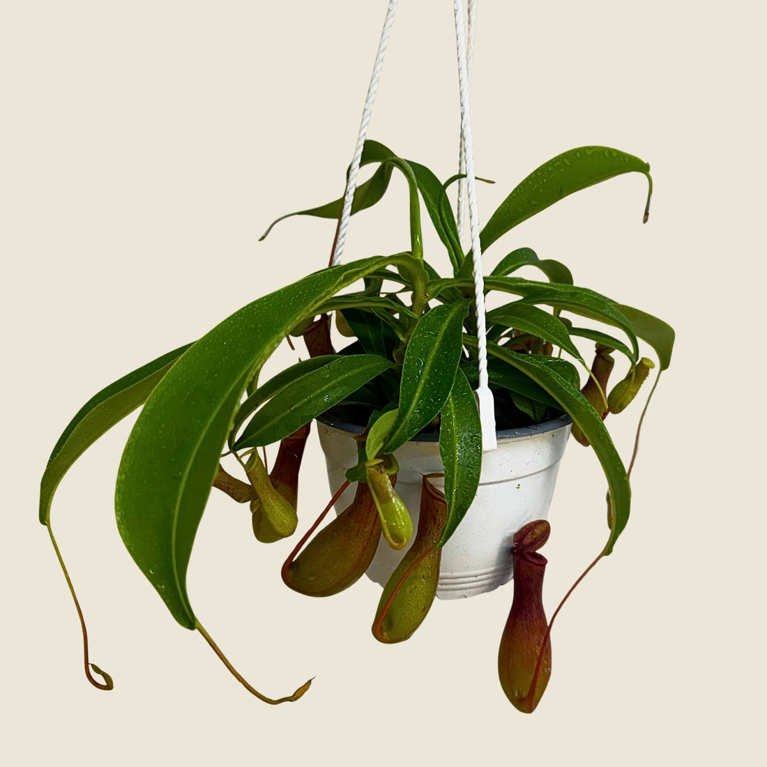 6&quot; Nepenthes Alata (Hanging Basket)