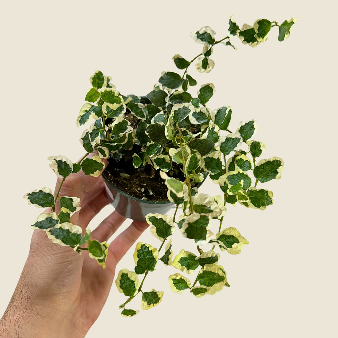 4&quot; Ficus Repens Variegated